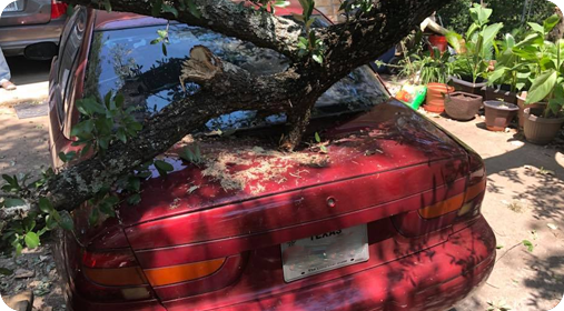 A car during an emergency tree service in Austin, TX