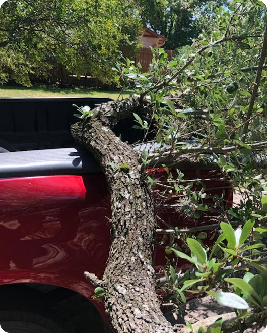 A tree during emergency tree service in Georgetown, TX