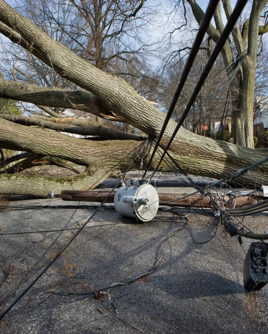 An emergency tree service in Killeen, TX