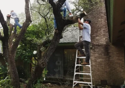 img s4 - Wild Oak Tree Service