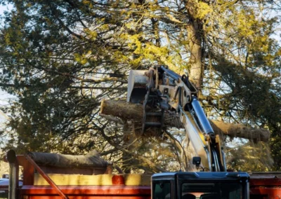 intro s - Wild Oak Tree Service