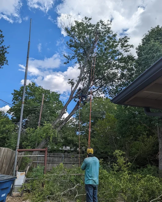 A line clearing service in Georgetown, TX