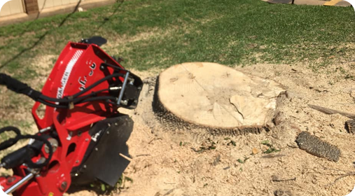 A stump before grinding in Austin, TX