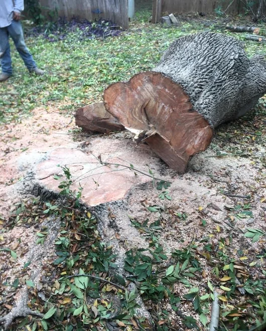 A stump grinding in Killeen, TX