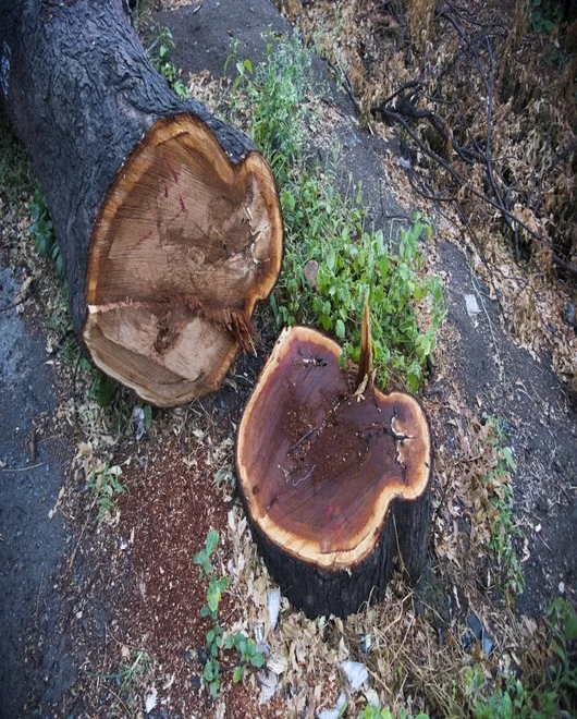 A stump during grinding in New Braunfels, TX