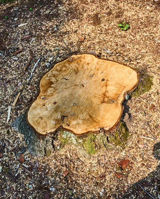 A stump before grinding in San Antonio, TX