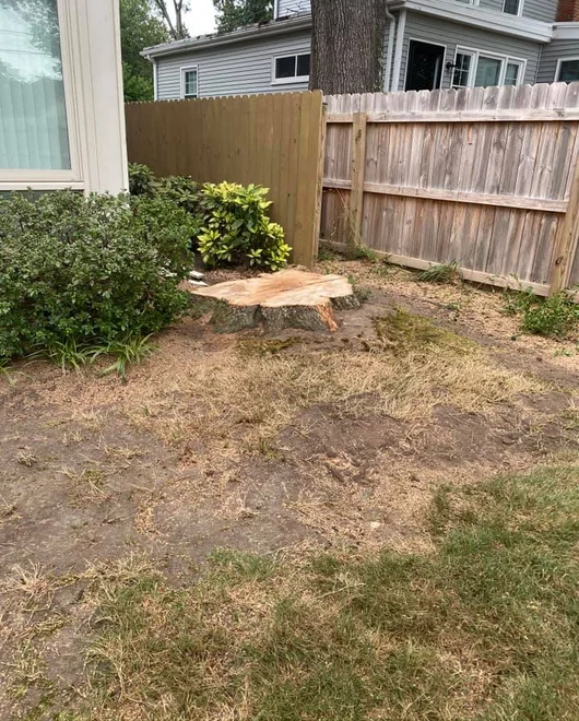 A stump before grinding in Spicewood, TX