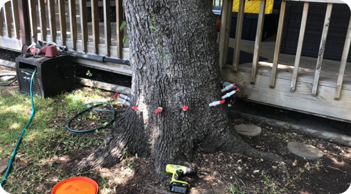 A tree during a disease prevention in Austin, TX