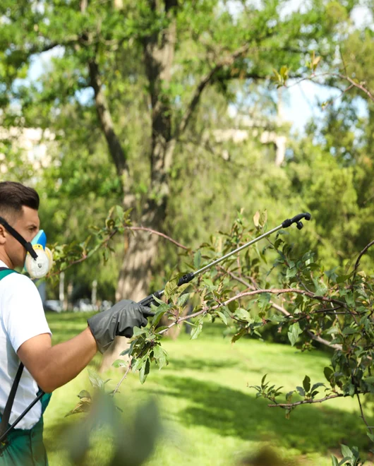 A team member during tree disease prevention in Killeen, TX