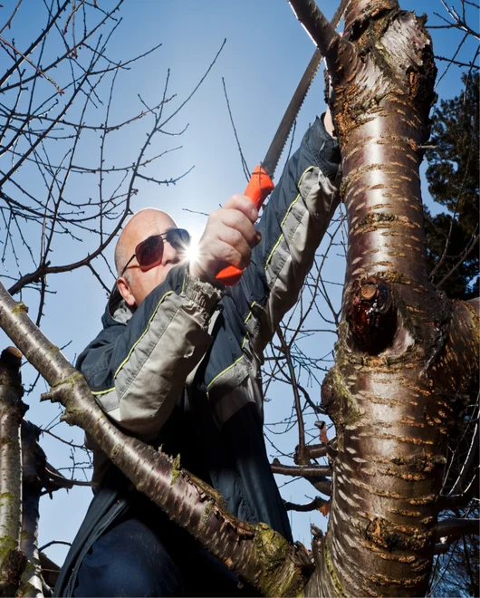 An arborist working on tree disease prevention in Lakeway, TX