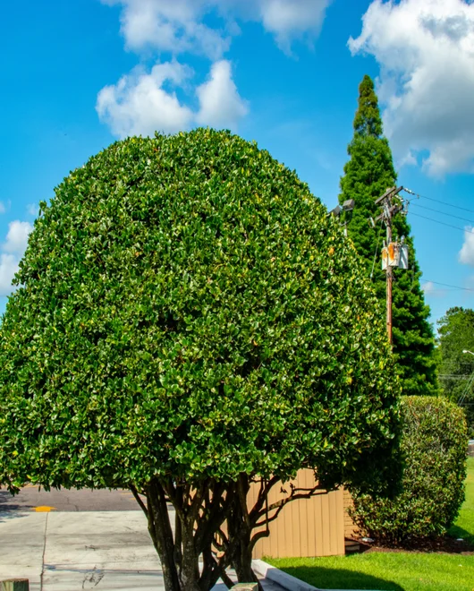 A tree during tree disease prevention service in New Braunfels, TX