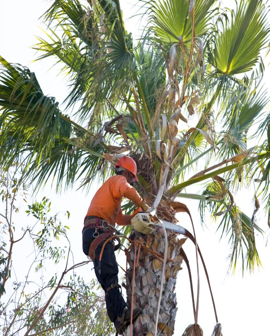 A team member during a tree disease prevention in San Antonio, TX