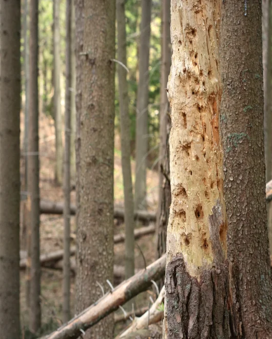 A tree before tree disease treatment in Georgetown, TX