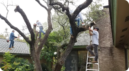 Team members during a tree removal in Austin, TX