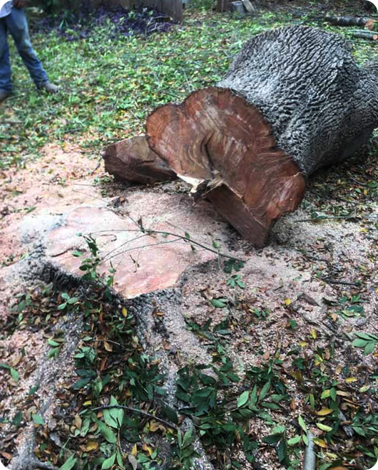 A tree after a tree removal in Georgetown, TX