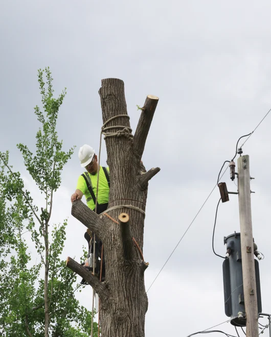 A team member during tree removal in Killeen, TX