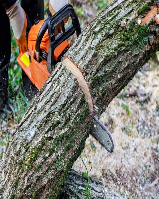 A limb during tree removal in Lakeway, TX