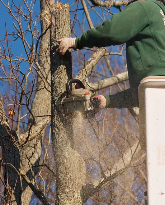 A tree during a tree removal in San Antonio, TX