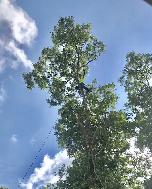 A tree before removal in Spicewood, TX