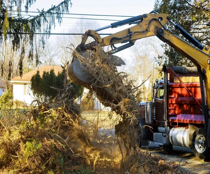 A lot during tree service in New Braunfels, TX