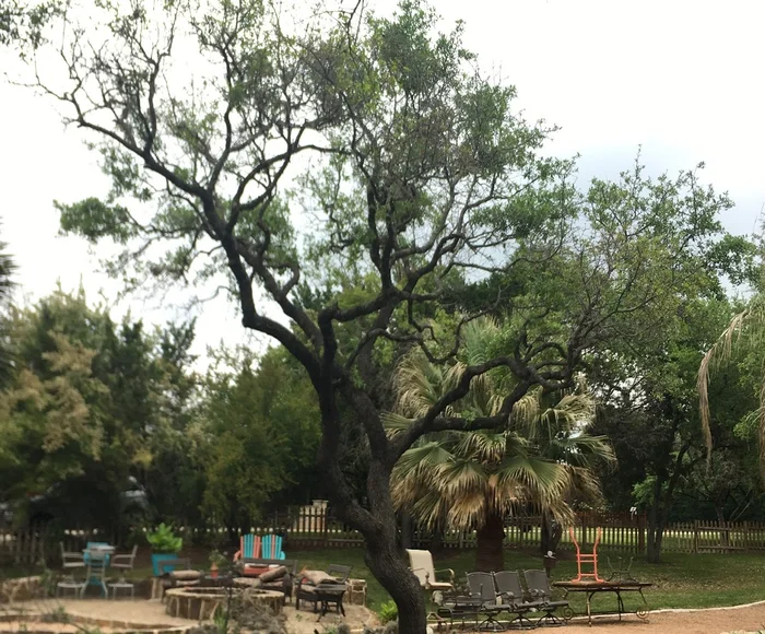 A tree during service in San Antonio, TX