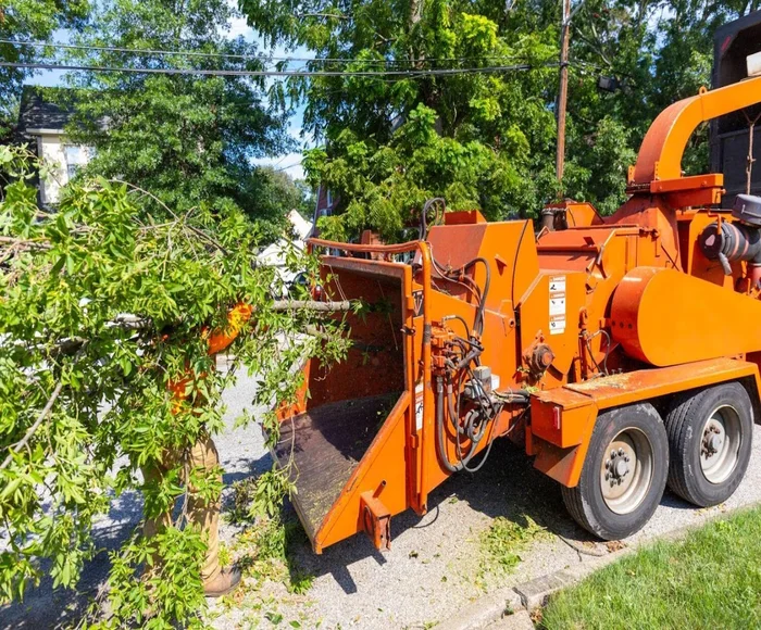 A team member during tree service in Spicewood, TX