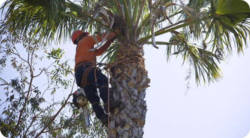 A tree pruning in Austin, TX