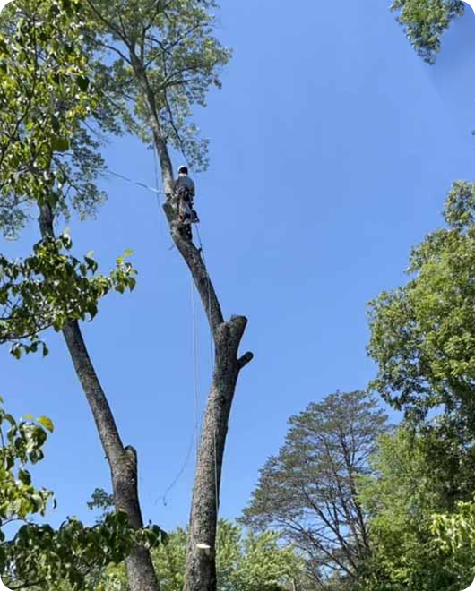 A tree during pruning in Georgetown, TX