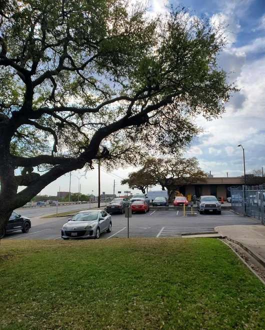 A tree during pruning in Killeen, TX