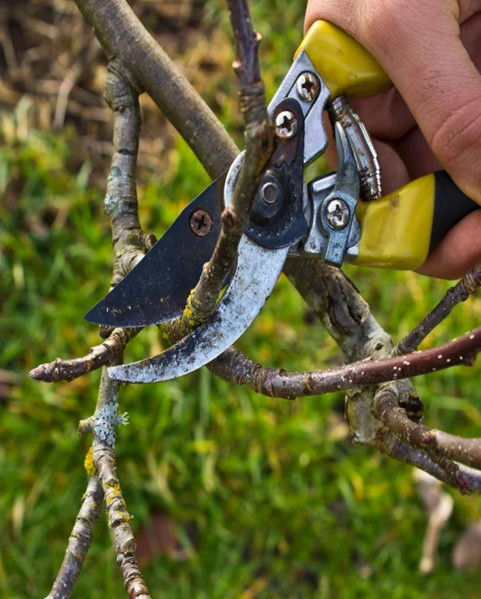 A branch during a tree pruning in Lakeway, TX