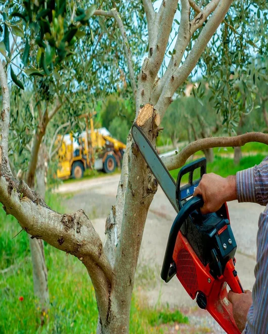 A tree during pruning in New Braunfels, TX