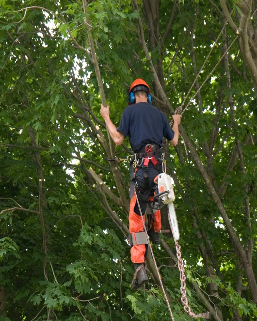 A team member during a tree pruning in San Antonio, TX