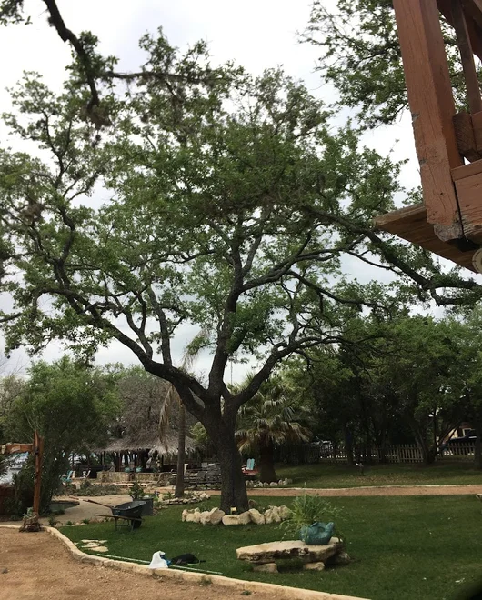 A tree during trimming in Spicewood, TX